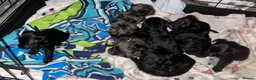 Schnoodle dogs for sale: Schnoodle pups for sale. Ready 11th October.  - Advert 6