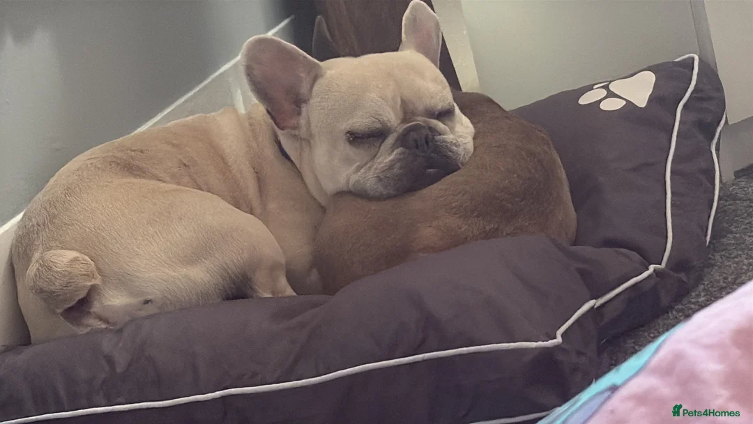 French Bulldog dogs for sale: Cream French bulldog  - Advert 2