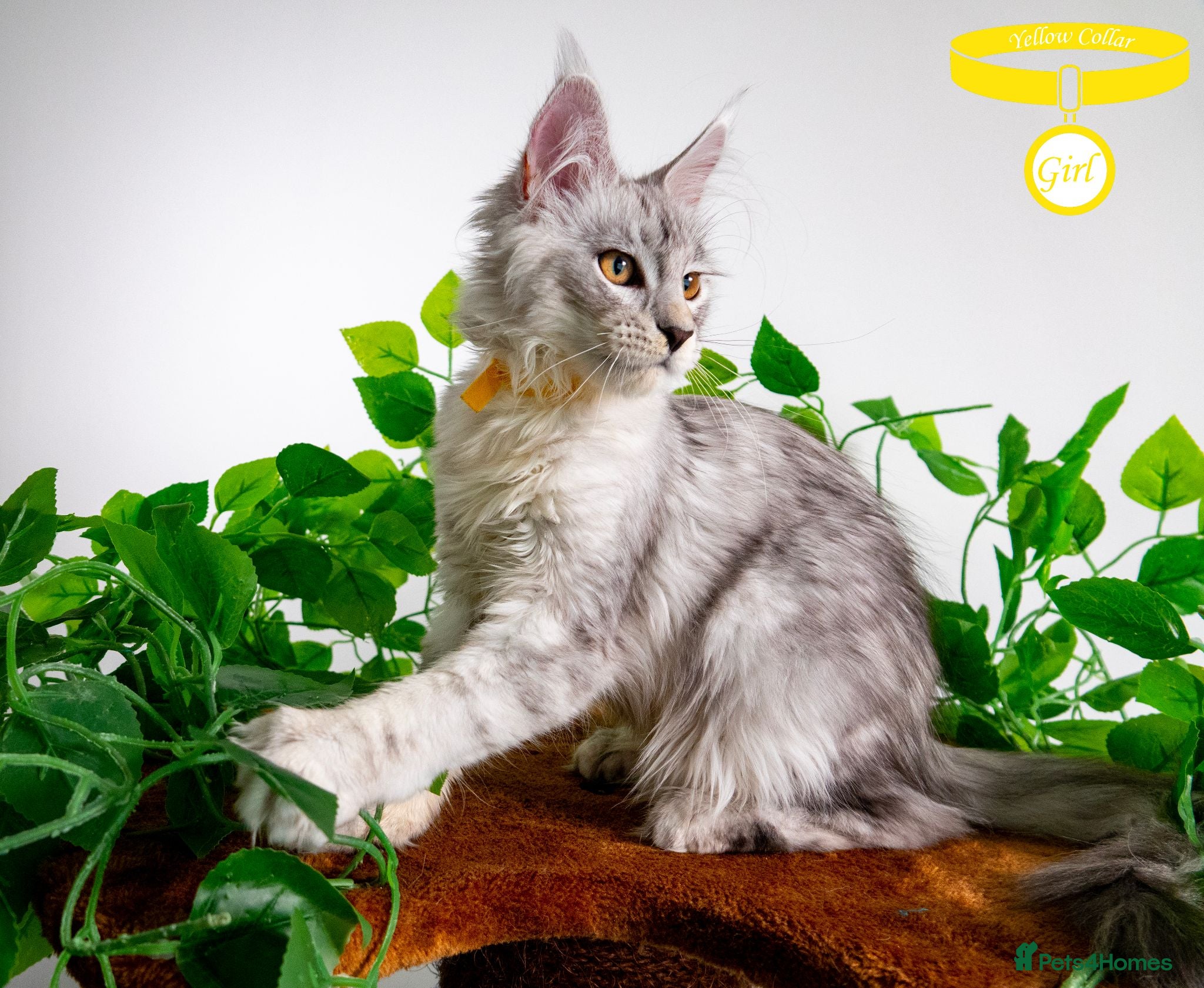 Maine Coon cats ❤️𝕾𝖙𝖚𝖓𝖓𝖎𝖓𝖌❤️ Maine Coon Kittens Ready - Advert 2