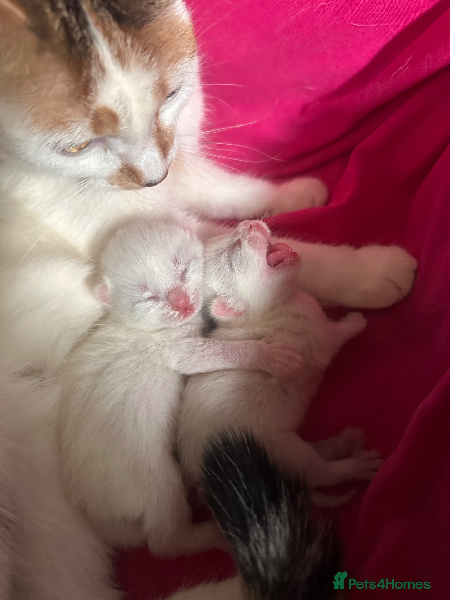 Mixed Breed cats 2 white kittens, one male & one female. - Advert 1