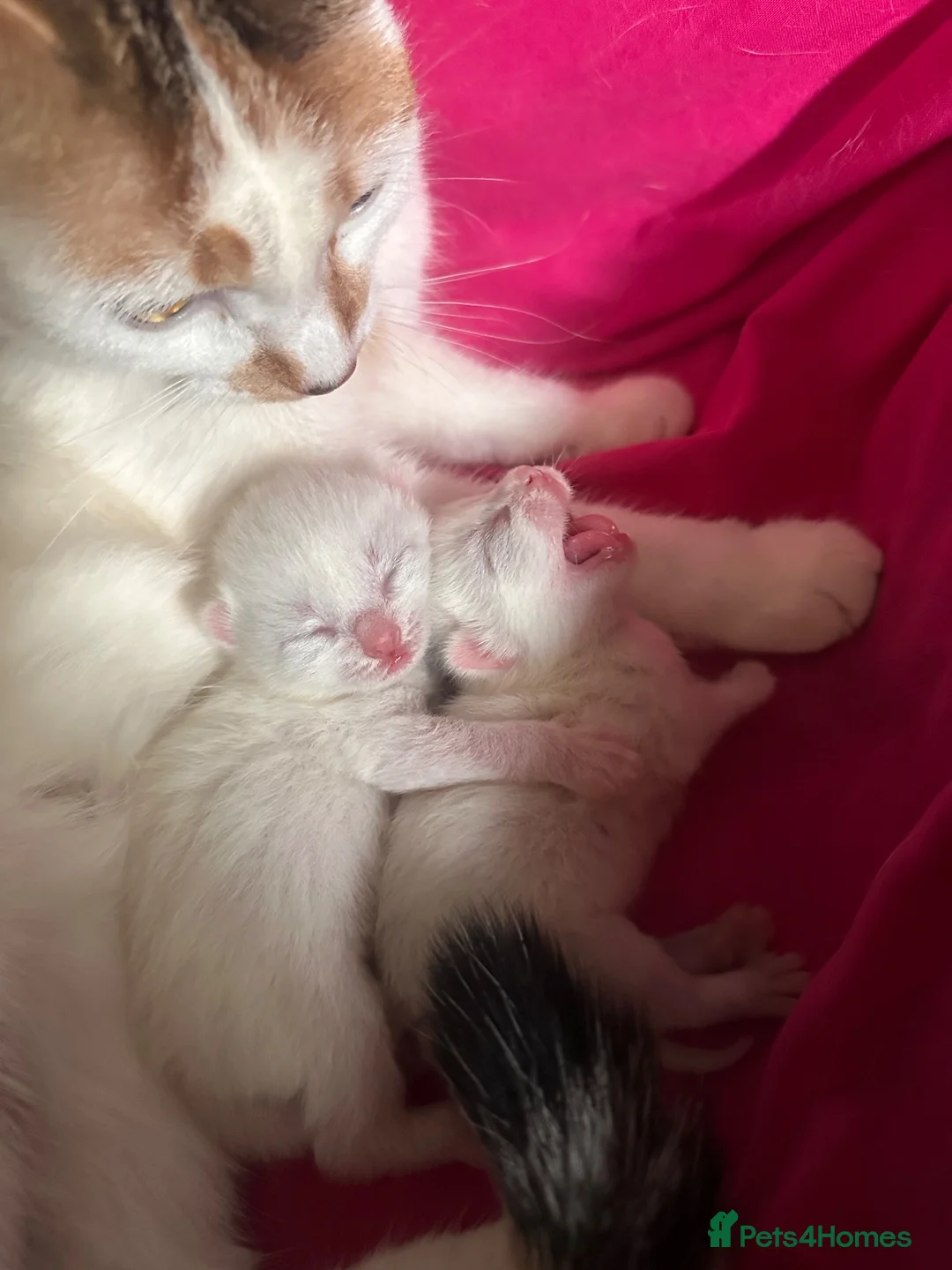 Mixed Breed cats for sale: 2 white kittens, one male & one female. in Burton-on-Trent - Advert 1