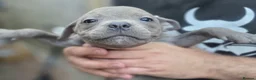 Staffordshire Bull Terrier dogs for sale: SMALLEST KC REG SBT PUPPY  - Advert 8
