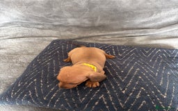 Miniature Dachshund dogs for sale: Stunning Brindle Dachshunds  - Image 18