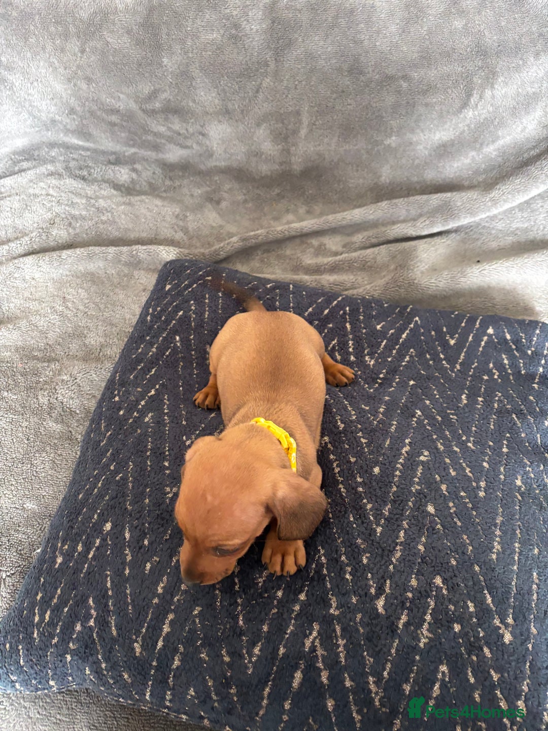 Miniature Dachshund dogs for sale: Stunning Brindle Dachshunds  - Image 18