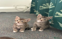Domestic Shorthair cats for sale: Lovely little tabby kittens - Image 7