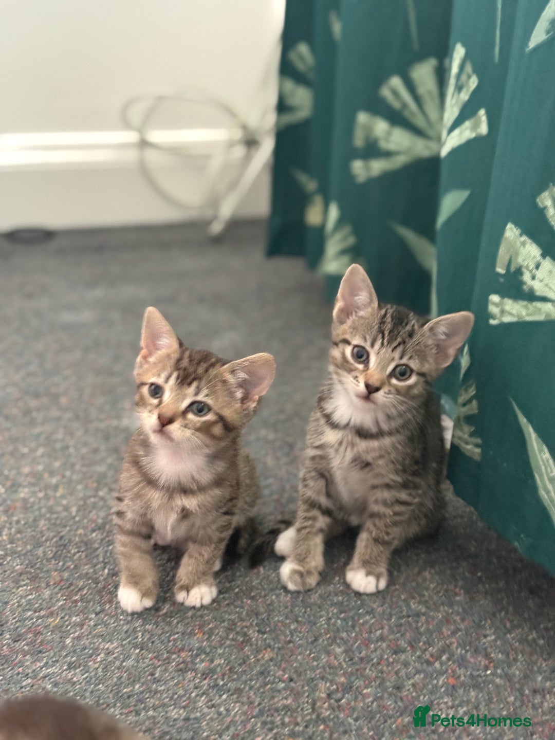 Domestic Shorthair cats for sale: Lovely little tabby kittens - Image 7