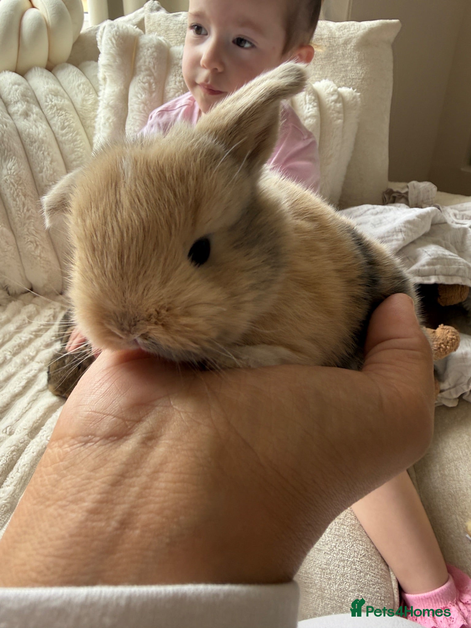 Mini Lop rabbits 2 mini lop babies - Advert 1