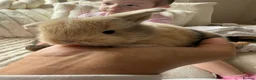 Mini Lop rabbits for sale: 2 mini lop babies - Advert 1