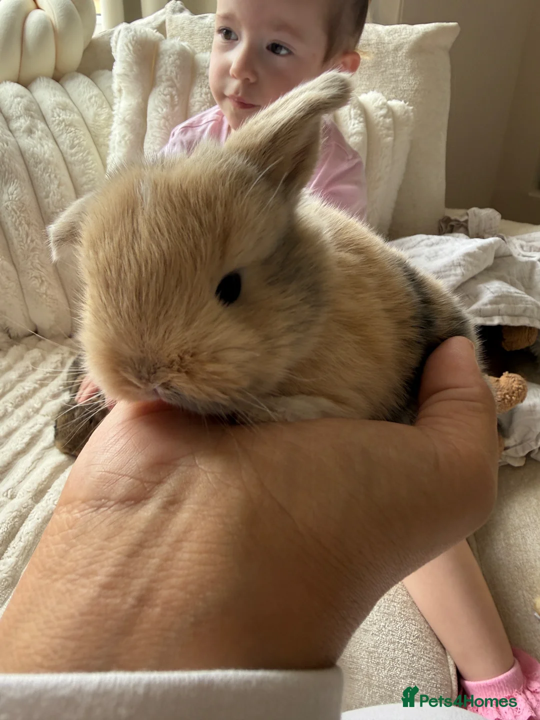 Mini Lop rabbits for sale: 2 mini lop babies - Advert 1