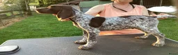 German Shorthaired Pointer dogs for sale: German Shorthaired Pointer pups for sale in Milnthorpe - Advert 7