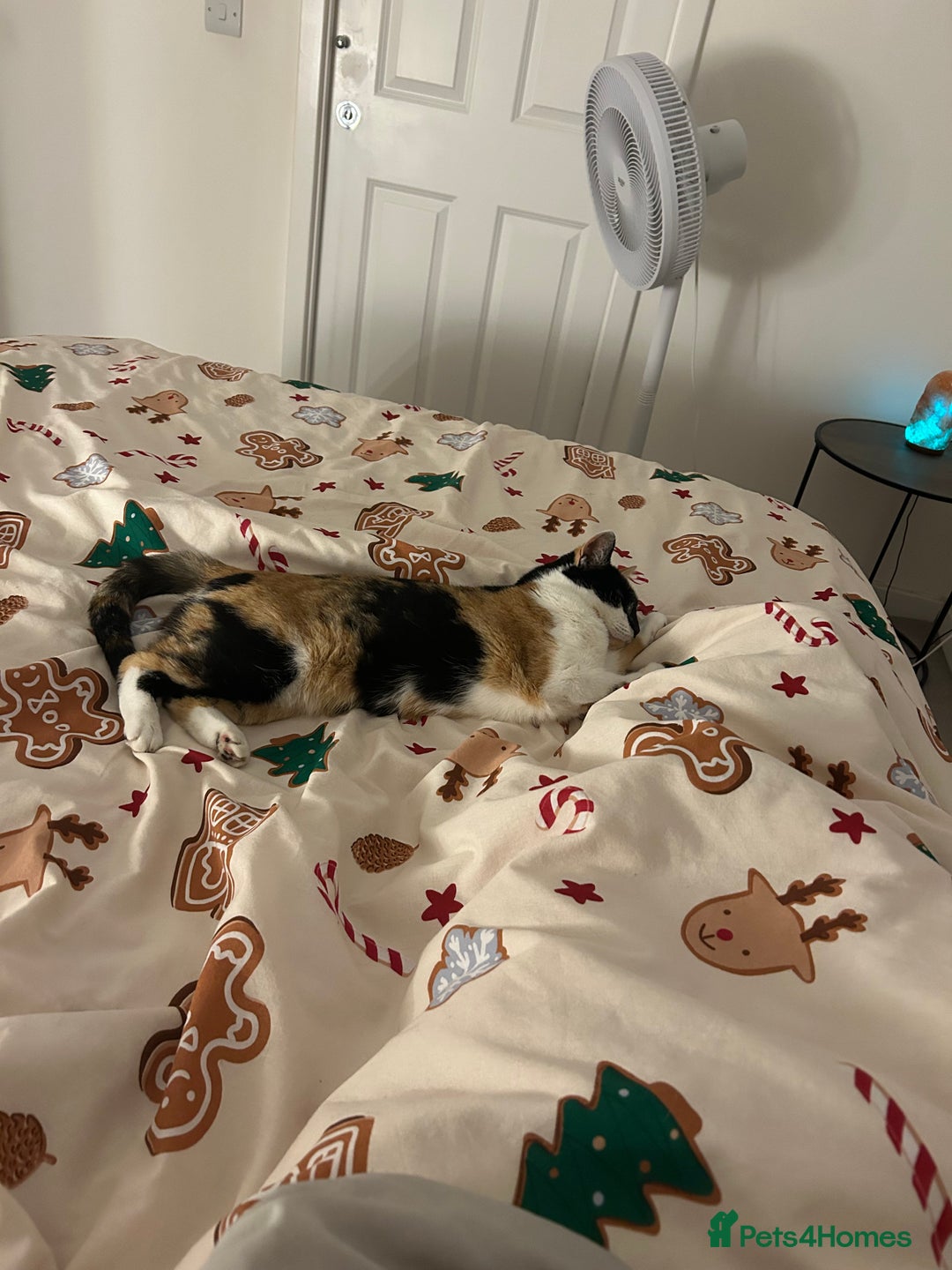 British Shorthair cats for sale: Tigga - Advert 2