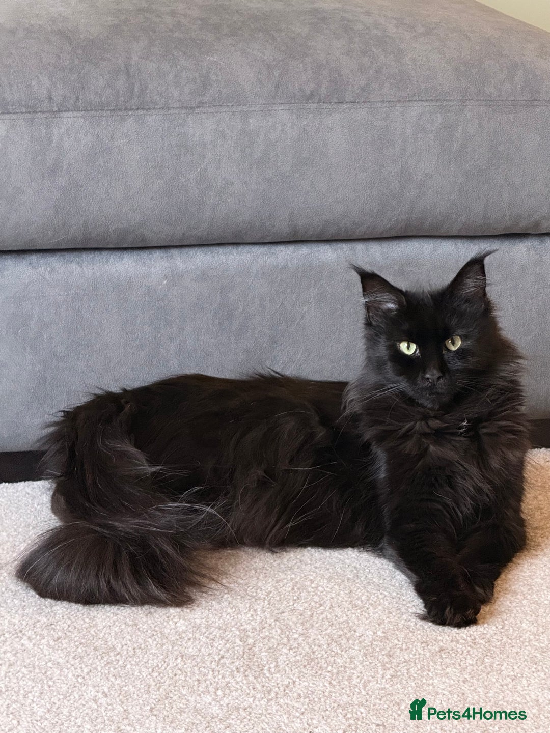 Maine Coon cats for sale: 6 remaining kittens - Advert 1