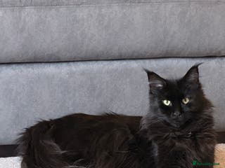 Maine Coon cats 6 remaining kittens - Advert 1