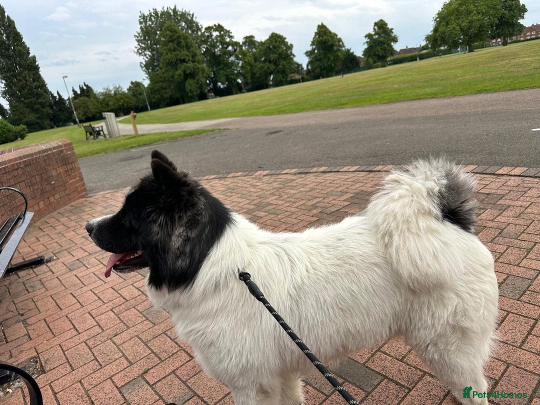 Caucasian Shepherd Dog dogs for sale: Caucasian sheepdog  - Advert 6