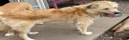 Mixed Breed dogs for adoption: Meet Toby, currently residing in Fife in Cupar - Advert 3