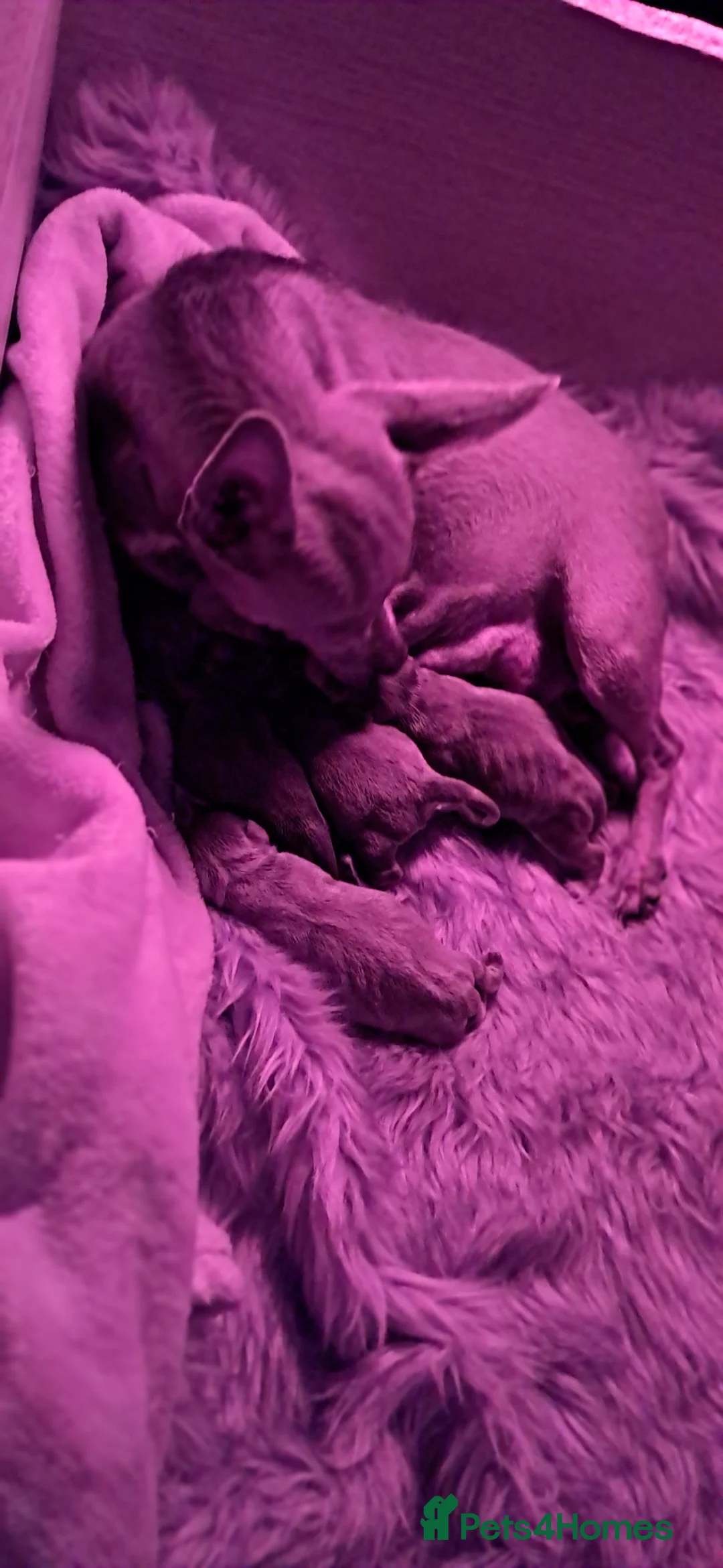 Mixed Breed dogs for sale: Three Tiny babies - Advert 11