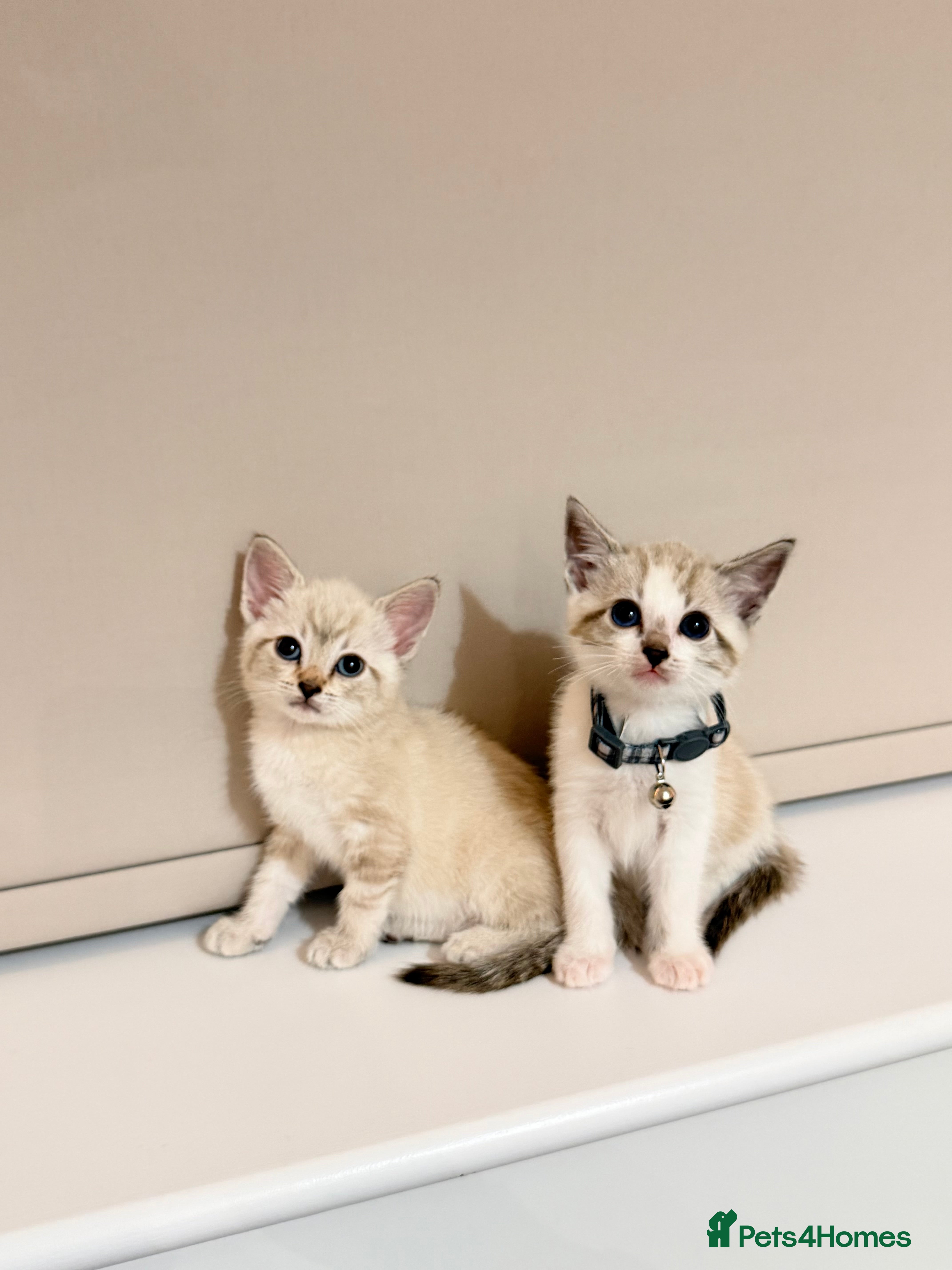Ragdoll cats Beautiful Ragdoll x Bengal/Tabby Kittens  in Staines - Advert 2