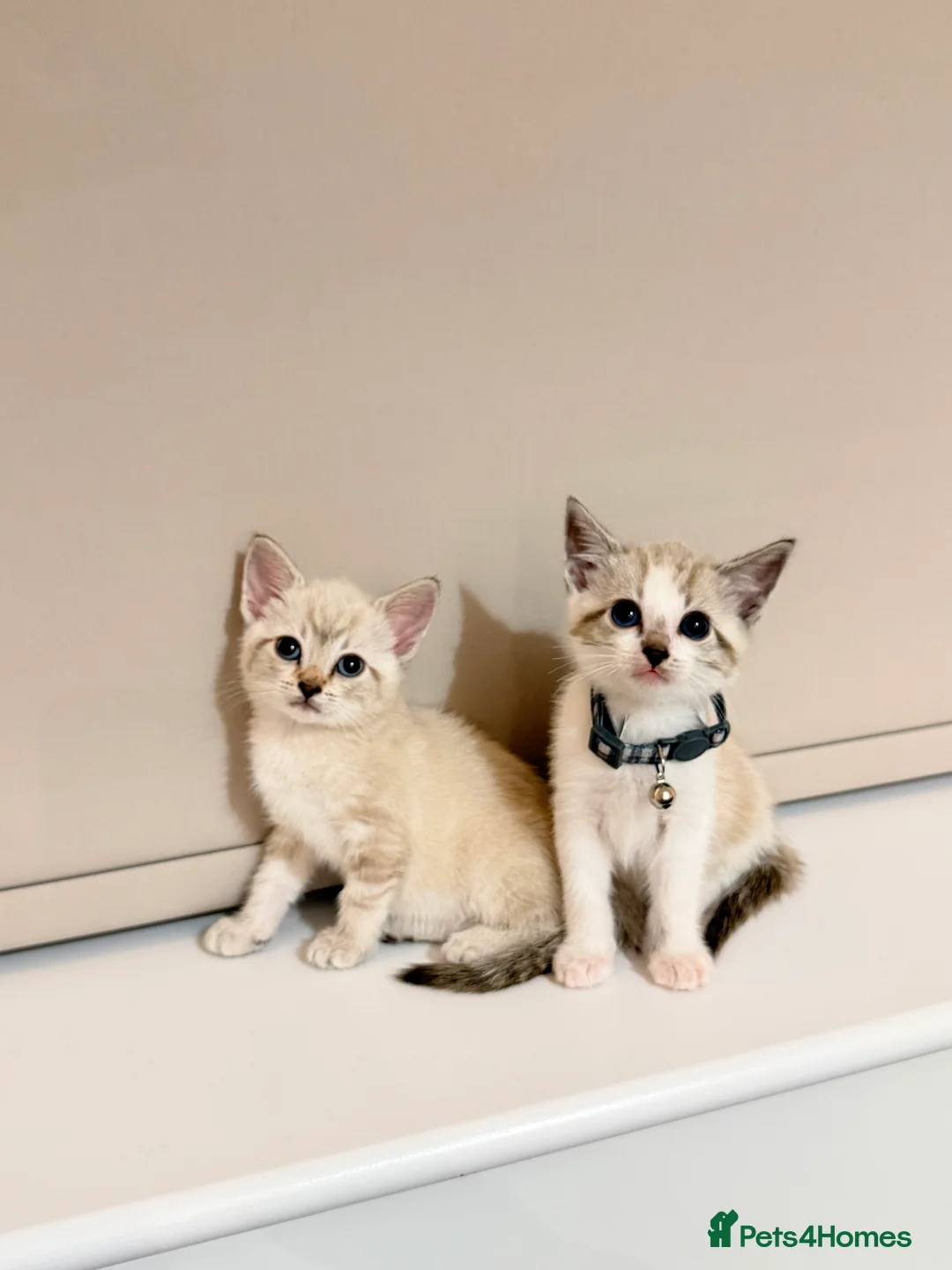 Ragdoll cats for sale: Beautiful Ragdoll x Bengal/Tabby Kittens  in Staines - Advert 1