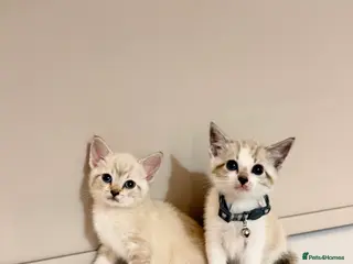 Ragdoll cats Beautiful Ragdoll x Bengal/Tabby Kittens in Staines - Advert 2