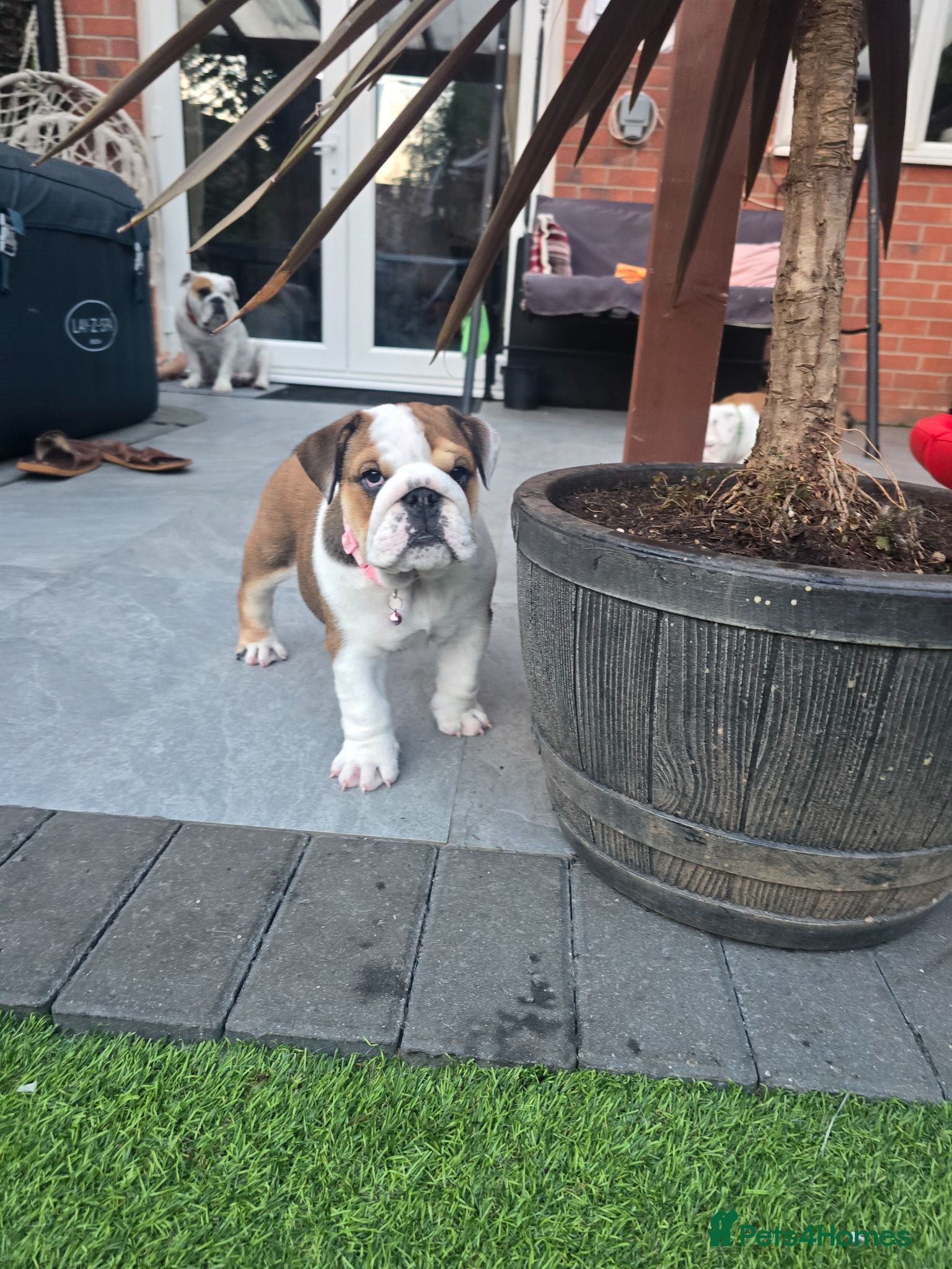 English Bulldog dogs 🐾 Last KC girl available  ready Thursday 🥰 - Advert 3
