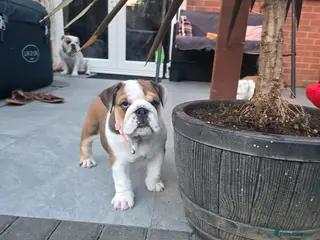 English Bulldog dogs 🐾 Last KC girl available ready Thursday 🥰 - Advert 3
