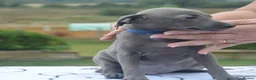 Italian Greyhound dogs for sale: KC reg Blue Italian greyhound puppys - Advert 18