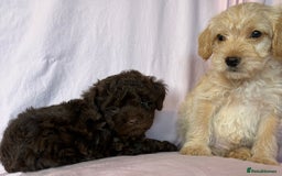Mixed Breed dogs for sale: Lakeypoos Ready Now  - Image 7
