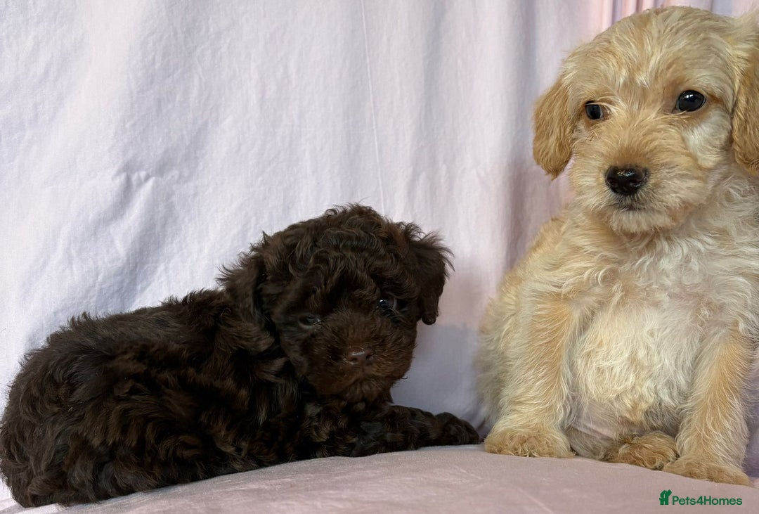 Mixed Breed dogs for sale: Lakeypoos Ready Now  - Image 7