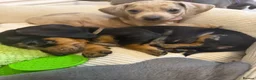 Dachshund dogs for sale: Dachshund - Advert 13