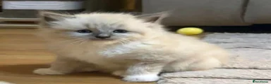 Ragdoll 4