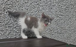 Ragdoll cats for sale: Last gorgous kitten - Image 4