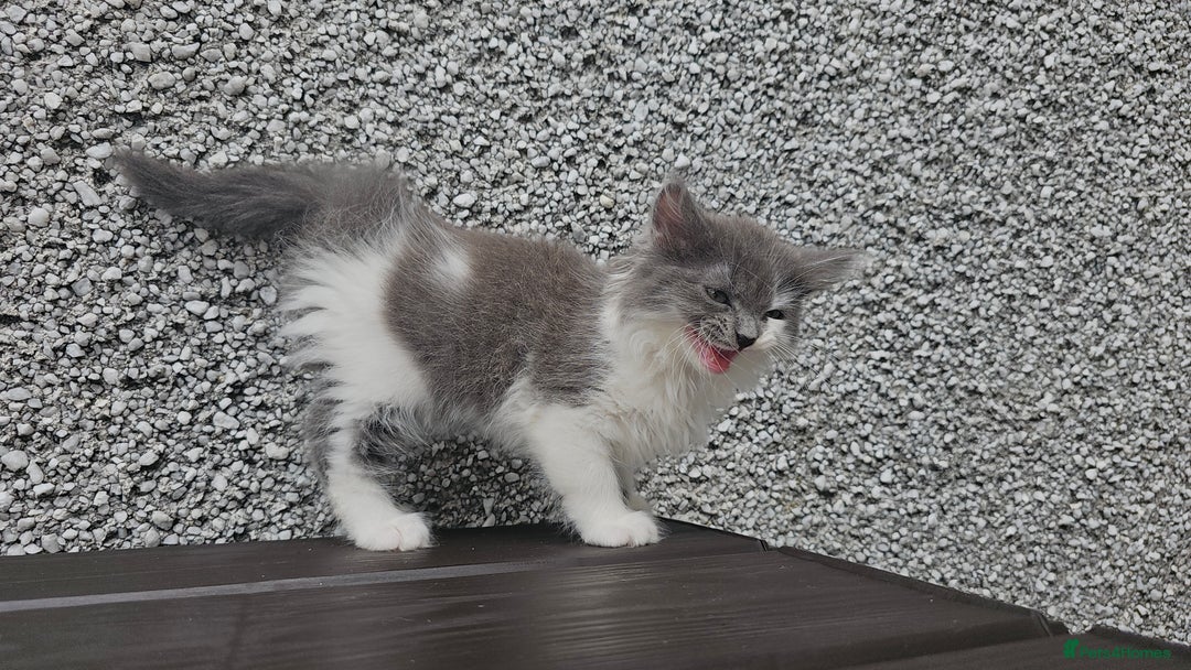Ragdoll cats for sale: Last gorgous kitten - Image 4