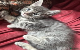 Mixed Breed cats for sale: Kittens (£250-£80) - Image 23