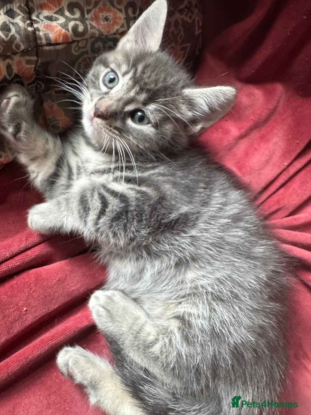 Mixed Breed cats for sale: Kittens (£250-£80) - Image 23