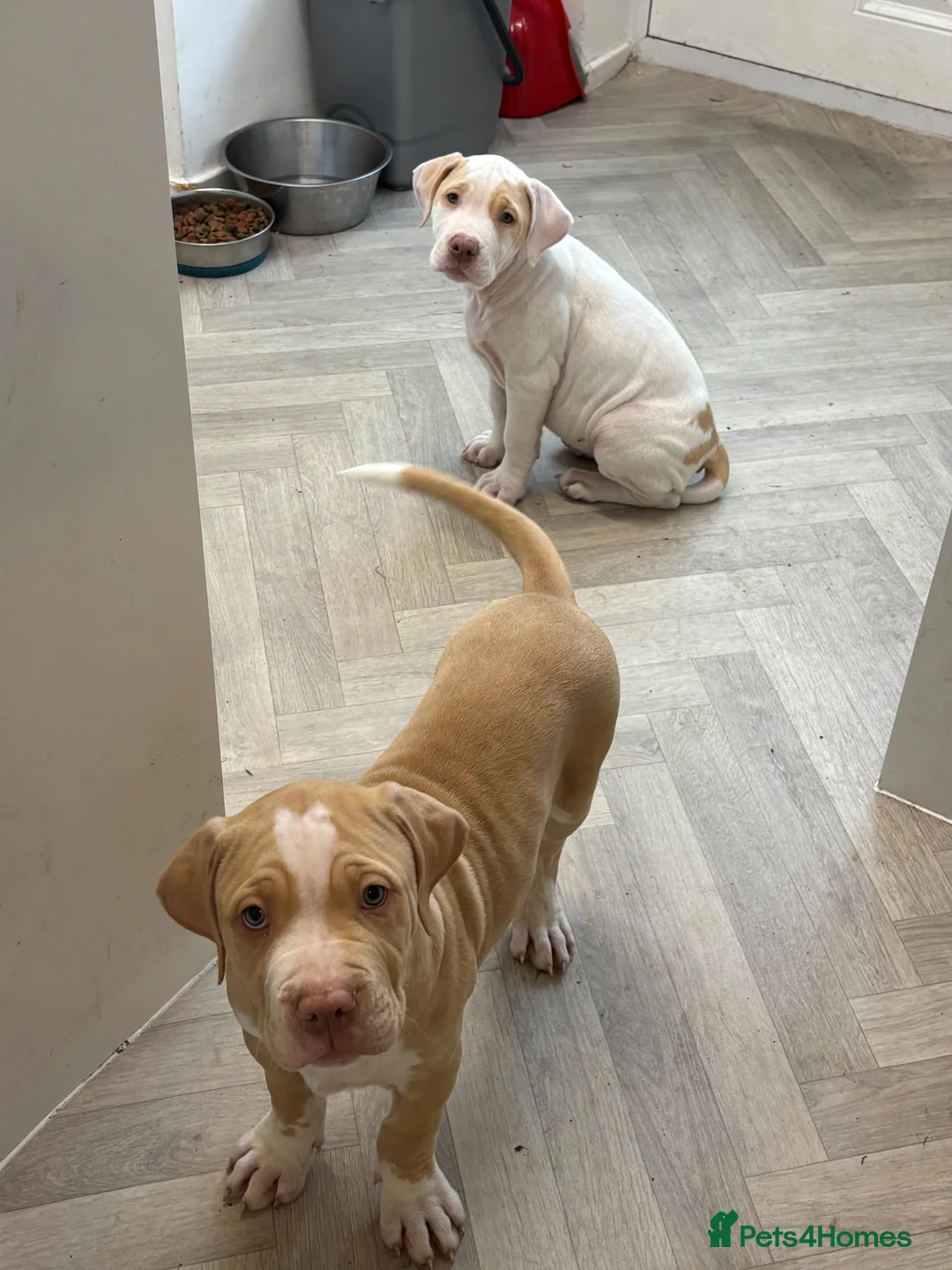 Mixed Breed dogs for sale: American bulldog x staff pups  **   in Manchester - Advert 2