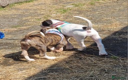 American Bulldog dogs for sale: American bulldog puppies  - Image 5