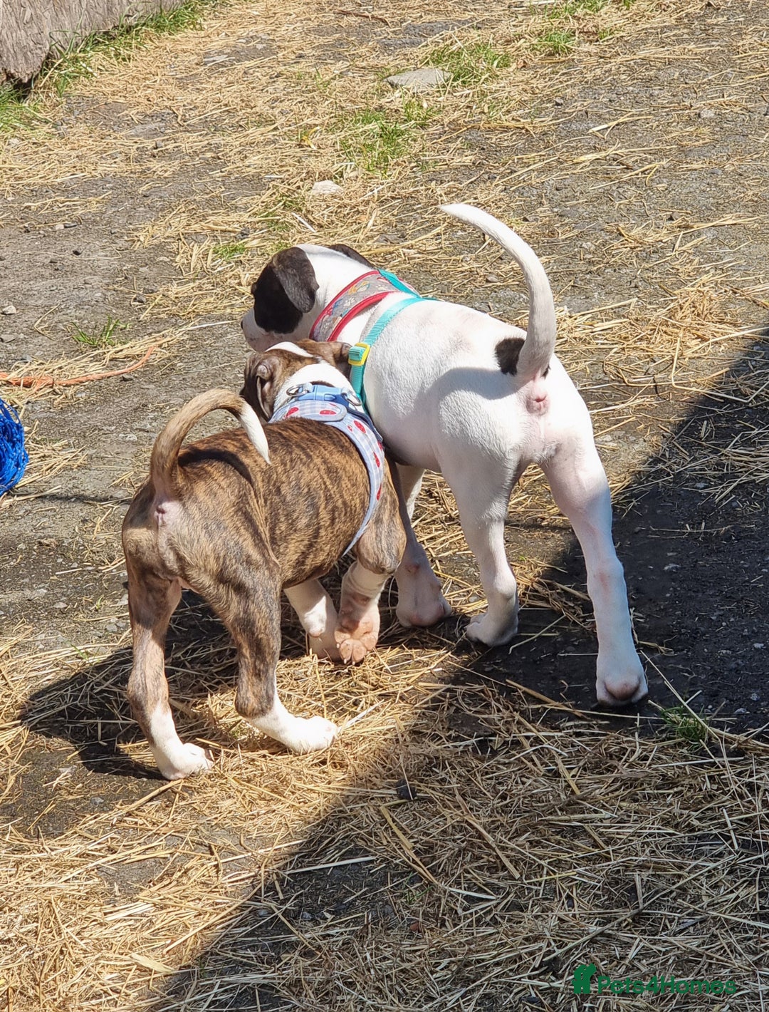 American Bulldog dogs for sale: American bulldog puppies  - Image 5