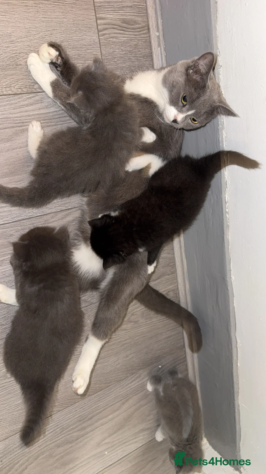 Mixed Breed cats for sale: Persian blue Russian & Tabby - Advert 11