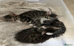 Mixed Breed cats for sale: 3 kittens looking for a new home  - Image 3