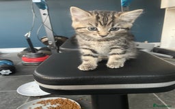 Mixed Breed cats for sale: 4 beautiful kittens ready to leave now - Image 2