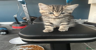 Mixed Breed cats - Advert 11