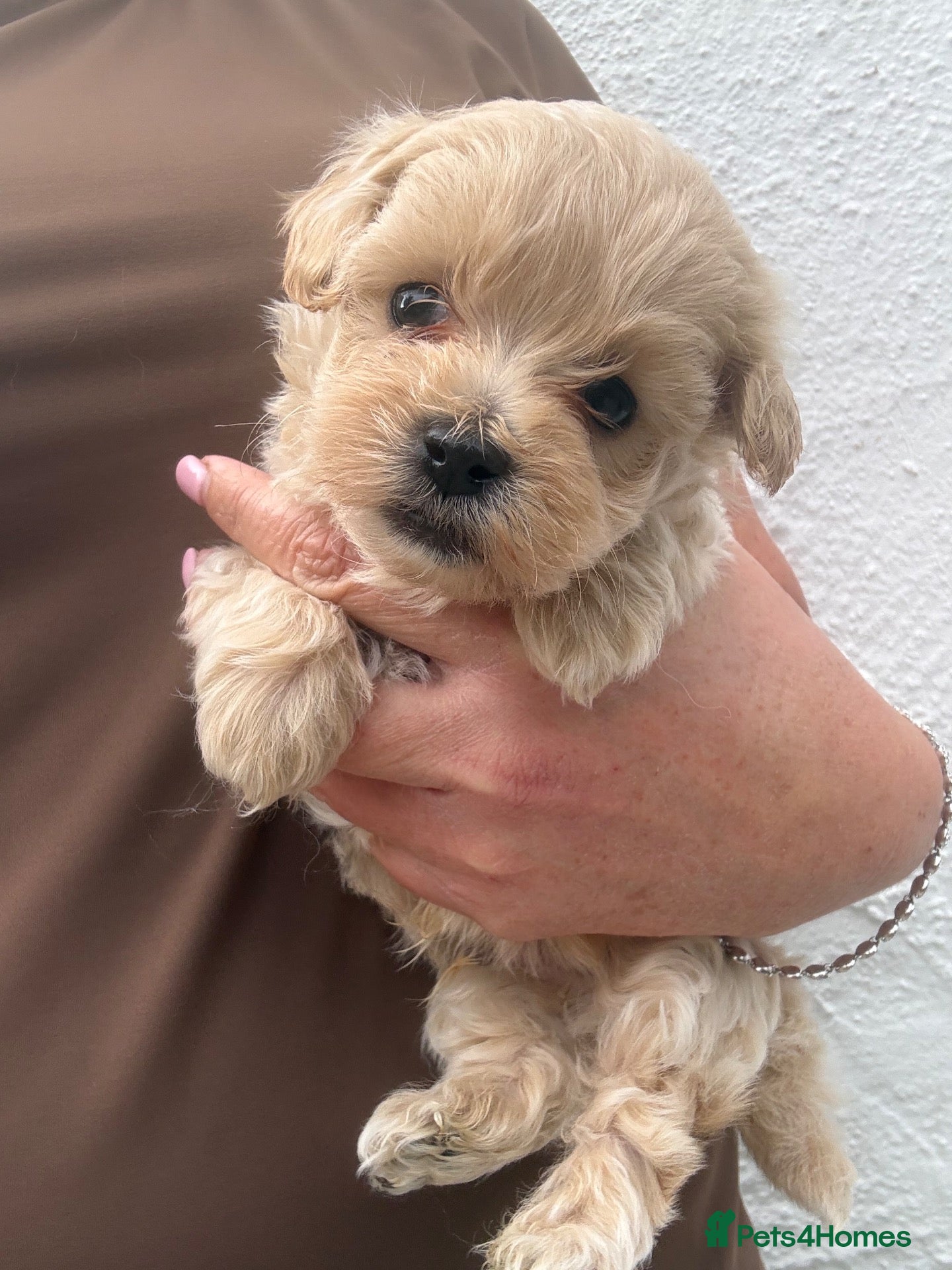 Maltipoo dogs F1 Maltipoo Puppies - Advert 2