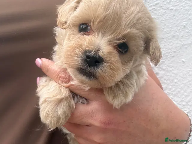 Maltipoo dogs for sale: F1 Maltipoo Puppies - Advert 2