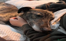 Lurcher dogs for sale: 🍁🦮 Henry 🖤 - Image 2