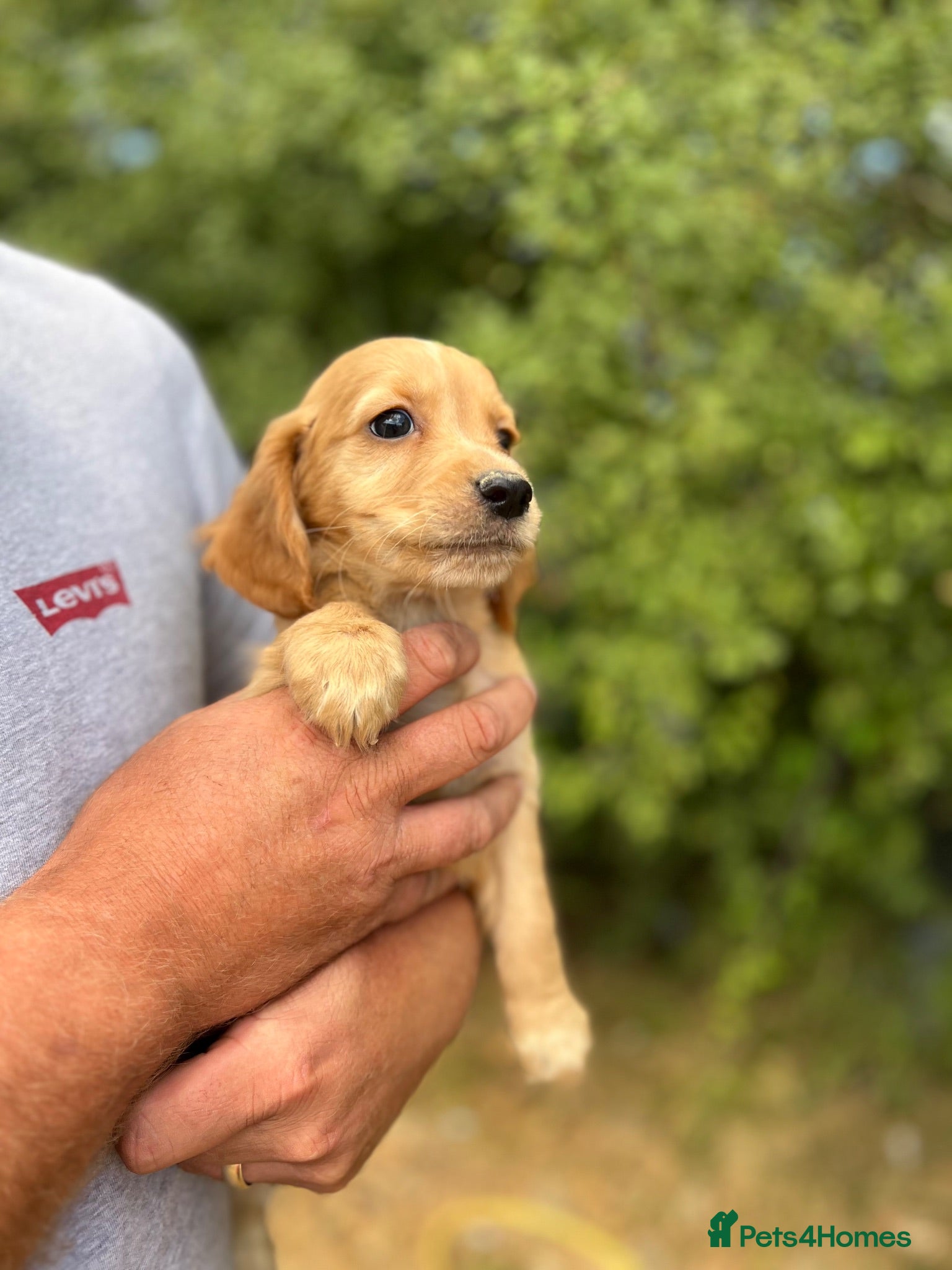 Cockapoo dogs Stunning ready now  - Advert 2