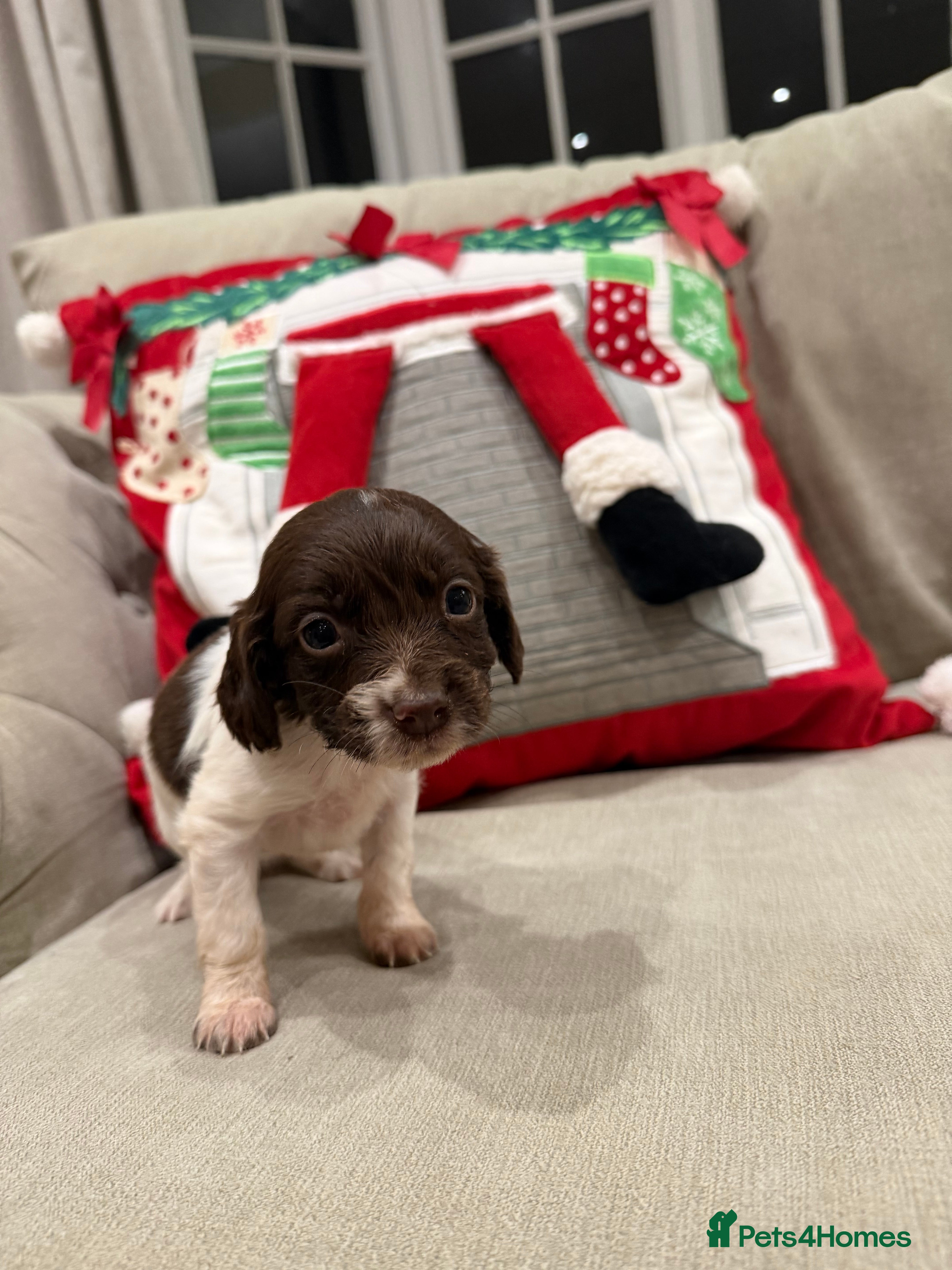 Cocker Spaniel dogs Stunning working Cocker spaniel puppies 🐾 - Advert 9