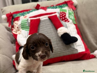 Cocker Spaniel dogs Stunning working Cocker spaniel puppies 🐾 - Advert 9