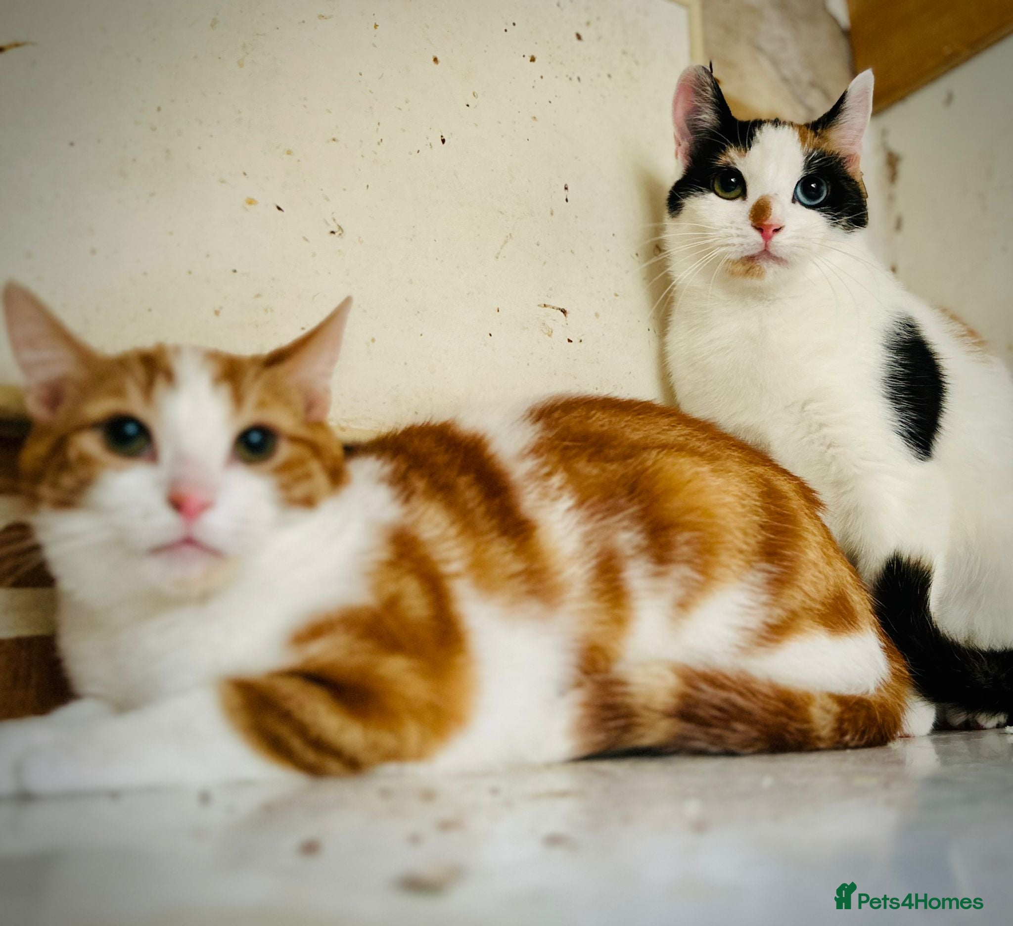 Mixed Breed cats Rescue kittens Rosie& Oscar need a safe quiet home - Advert 23