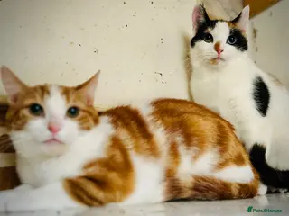 Mixed Breed cats Rescue kittens Rosie& Oscar need a safe quiet home - Advert 23