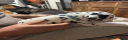 Dalmatian dogs for sale: RKG Dalmatian pups ready this weekend  - Advert 21